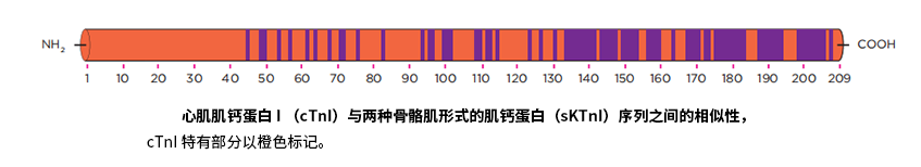 心肌肌鈣蛋白 I（cTnI）與兩種骨骼肌形式的肌鈣蛋白（skTnI）序列之間的相似性