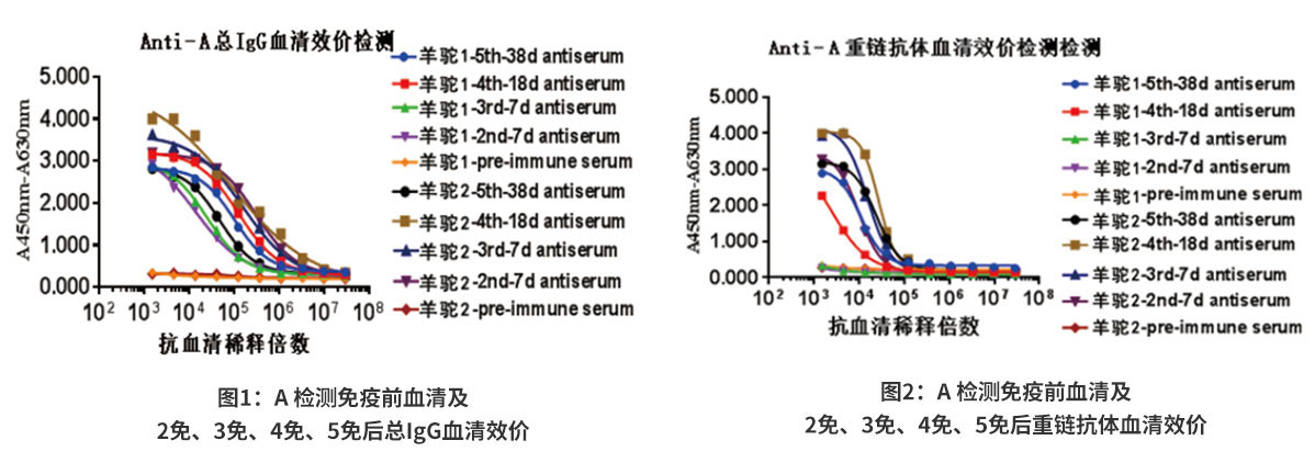 A抗原血清效價檢測結(jié)果