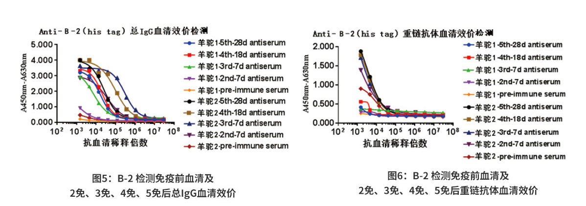 B-2（his tag）抗原血清效價檢測結(jié)果