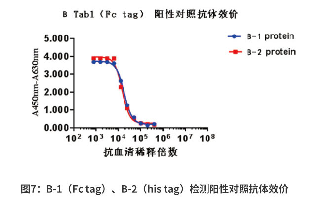 B-1（Fc tag）、B-2（his tag）抗原陽性對照抗體效價檢測結(jié)果