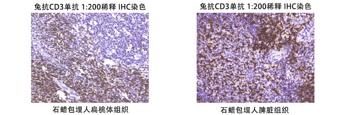 兔抗人CD3抗體案例