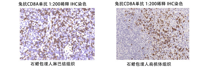兔抗人CD8A抗體案例