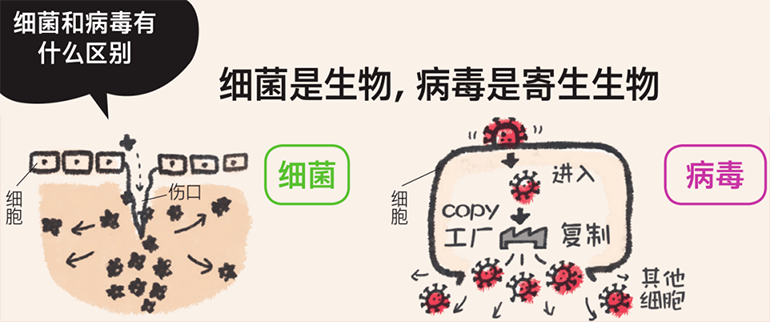 細菌感染與病毒感染的區(qū)別圖