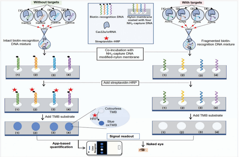 CRISPR-RDB檢測(cè)原理