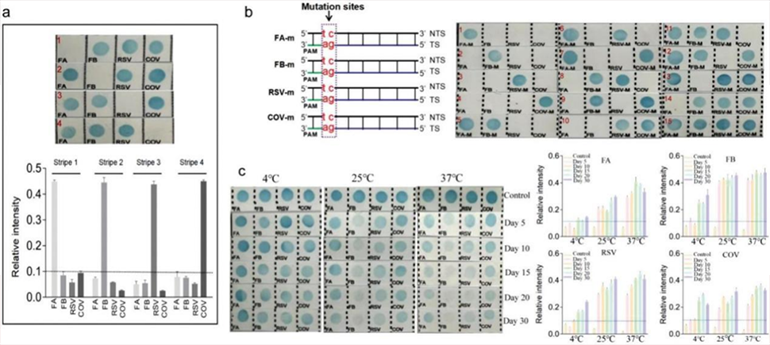 CRISPR-RDB檢測(cè)特異性和穩(wěn)定性圖