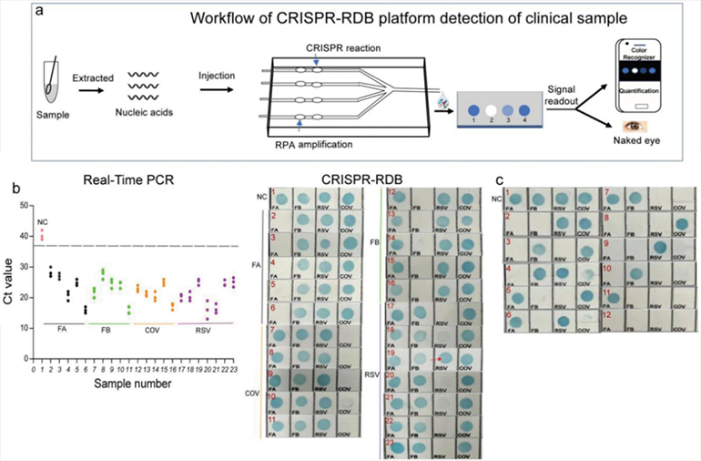 CRISPR-RDB檢測(cè)呼吸道臨床樣本圖
