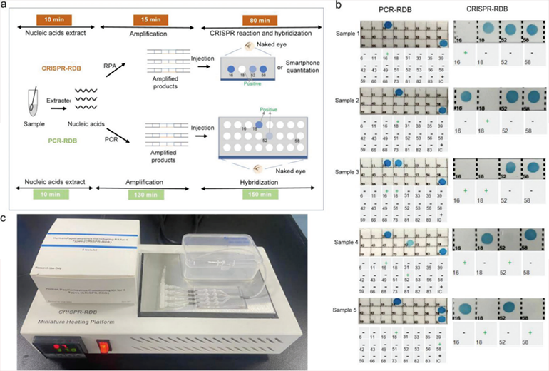CRISPR-RDB檢測(cè)HPV臨床樣本圖