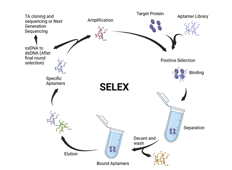 指數(shù)富集的配體系統(tǒng)進化技術(shù)（SELEX）過程概覽圖