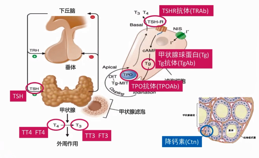 T3恩伺、T4的合成與分泌